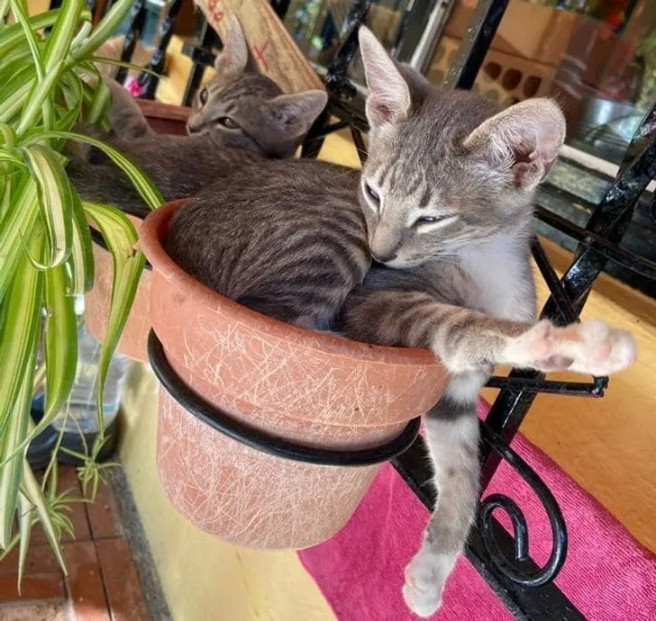 «Сегодня моя девушка нашла на улице два странных растения».