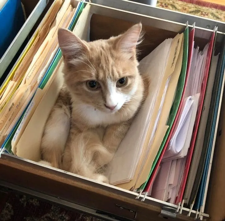 Самый важный документ. 