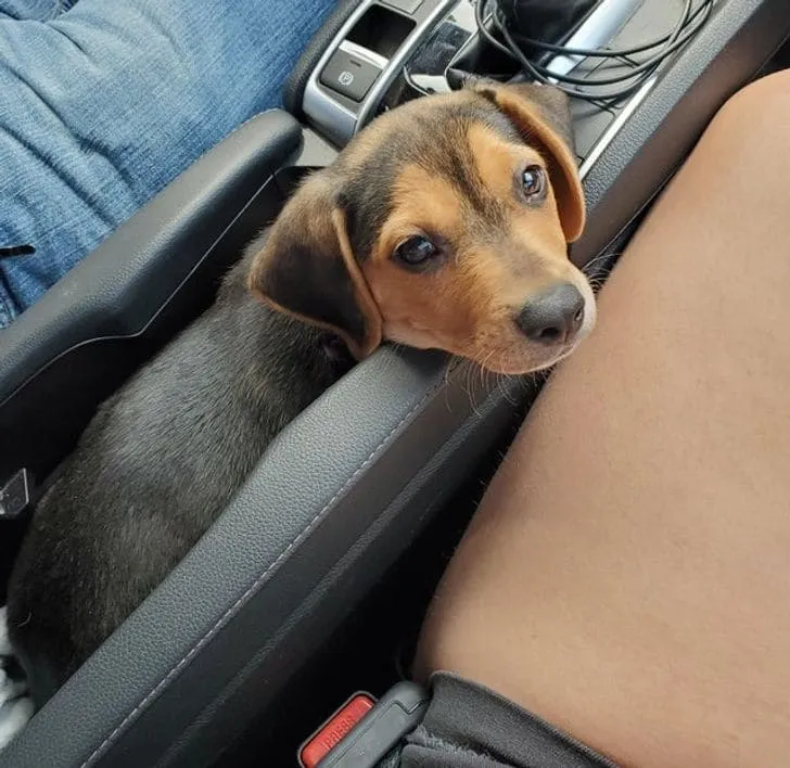 Теперь это держатель для щенков.