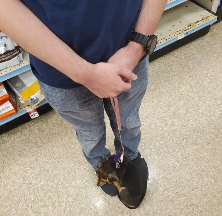 «Молли уснула на моих ботинках прямо посреди магазина».