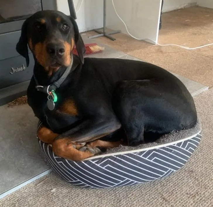 «У него идеальная большая кровать, но он все равно предпочитает лежать на старой кошачьей лежанке». 