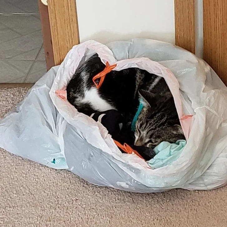 Зачем нужны лежанки, когда есть пакет со старой одеждой?