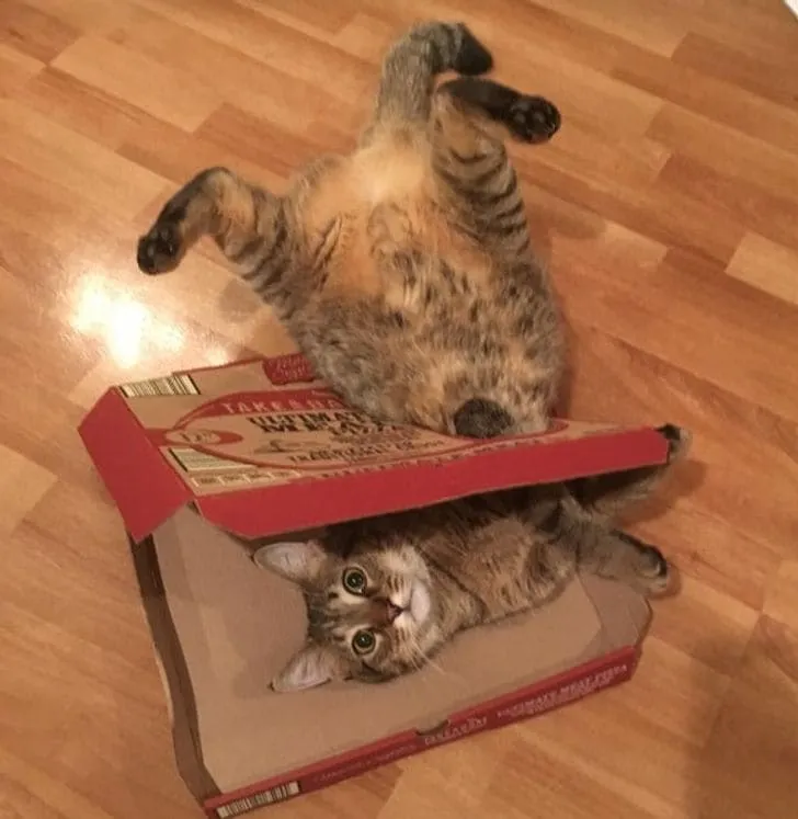 «Человек, я лучше пиццы».