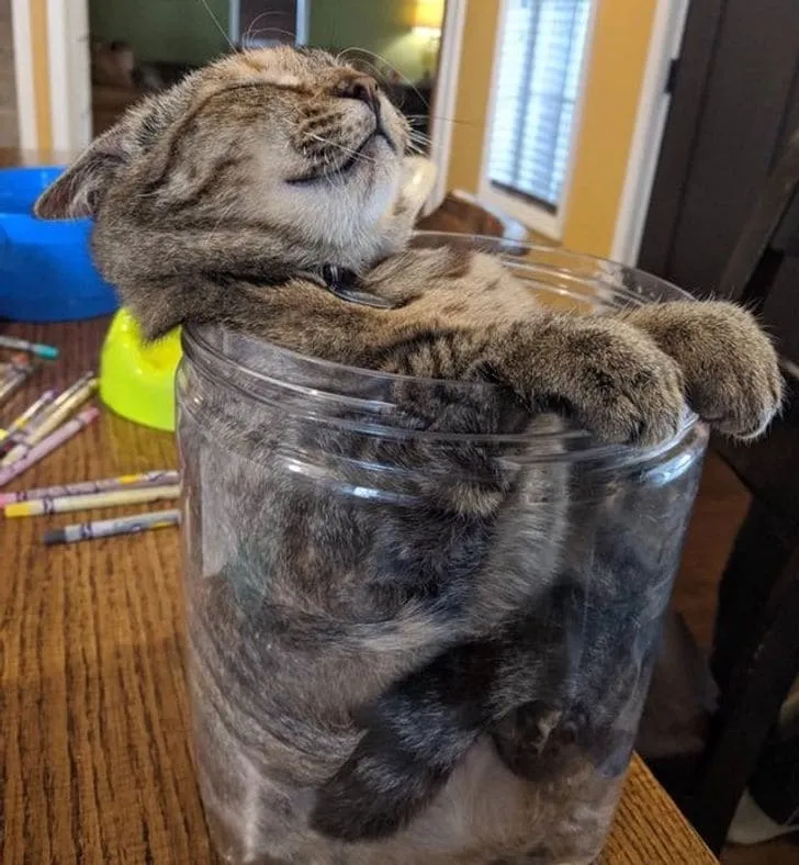 Не покупайте котам лежанки. Лучше возьмите банку.