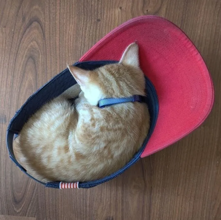 «Наш малыш Боб уже с трудом помещается в моей бейсболке».