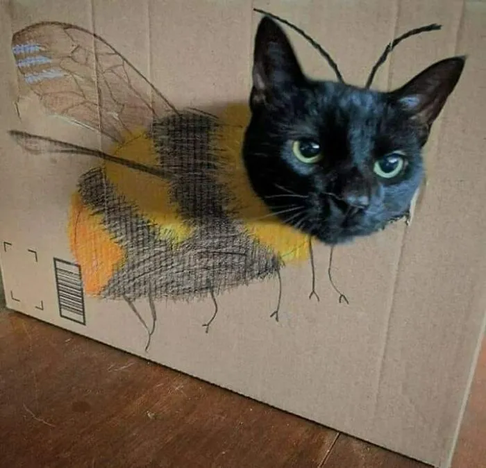 «Шмелькот».