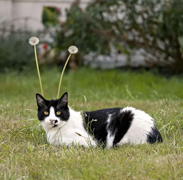 «Это скрытое доказательство того, что кошки – инопланетяне».