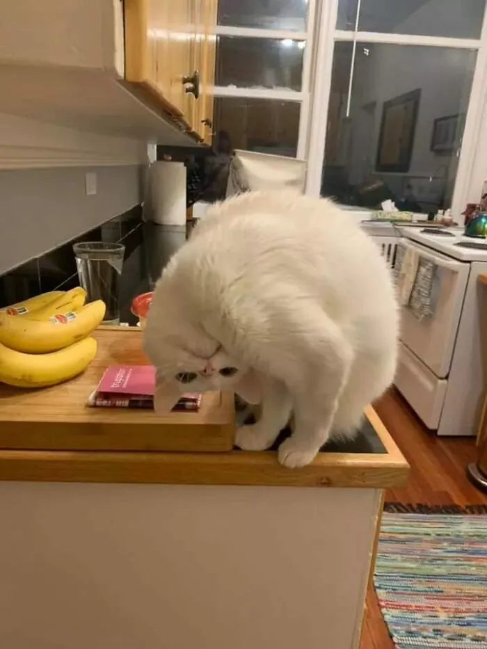 «Эта кошачья мята у тебя там?».