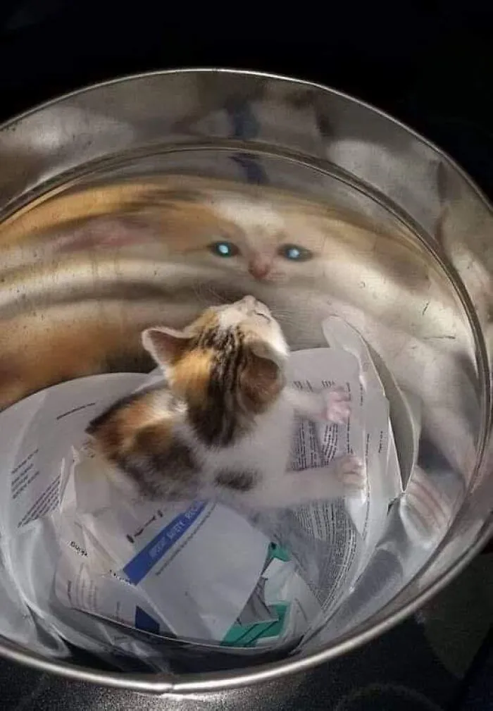 «Что ты такое?»