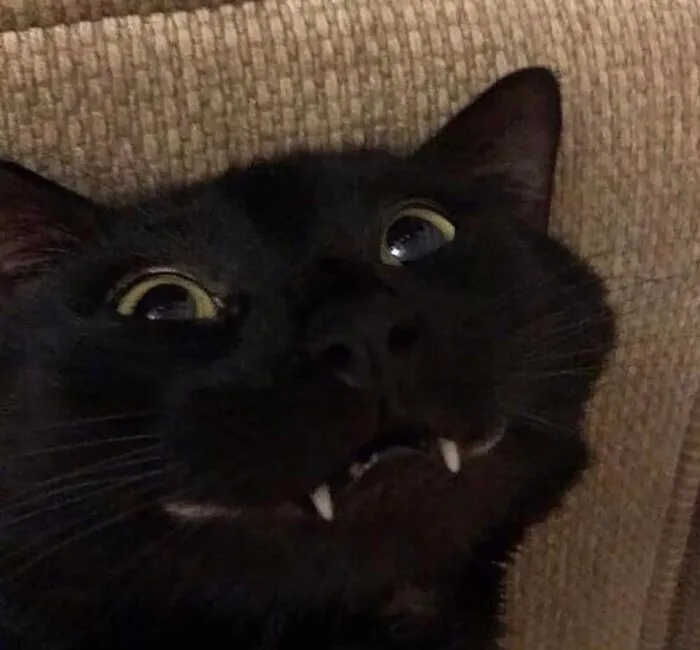 «Зубастик».