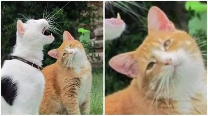 «Пожалуйста, примите это, вы альт, а не сопрано!».