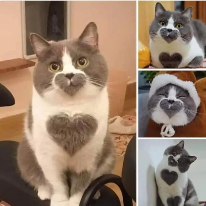 Котик с сердечком.