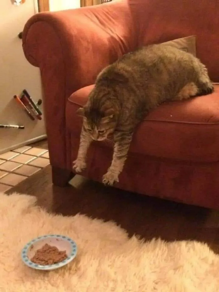 «Кот пытается использовать Силу, чтобы поднести к себе миску».