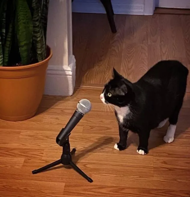 «Спасибо, что посетили мое выступление на TED».