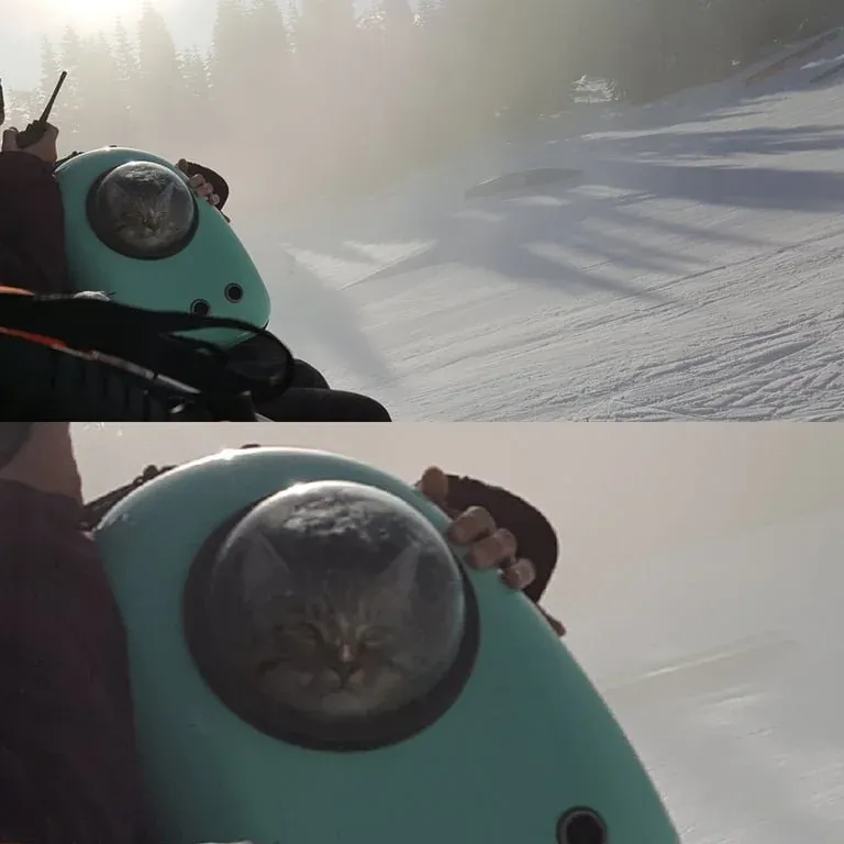 «Женщина, которая сегодня была на горнолыжном подъемнике, взяла с собой кататься на лыжах своего кота».