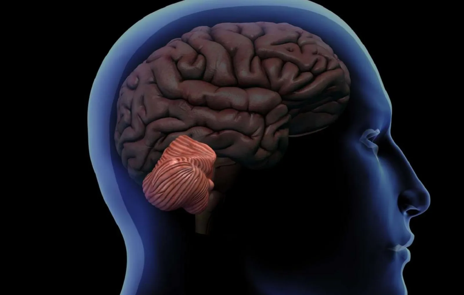 Мозг находится в голове. Мозжечок 3д. Мозг сверху. Эпифиз в голове.