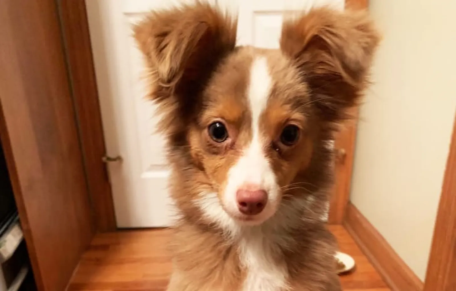 «Моя мама никогда не хотела заводить кого-то, кроме рыбок. Однажды она пошла в магазин за фильтром для аквариума и вернулась с этой маленькой леди».