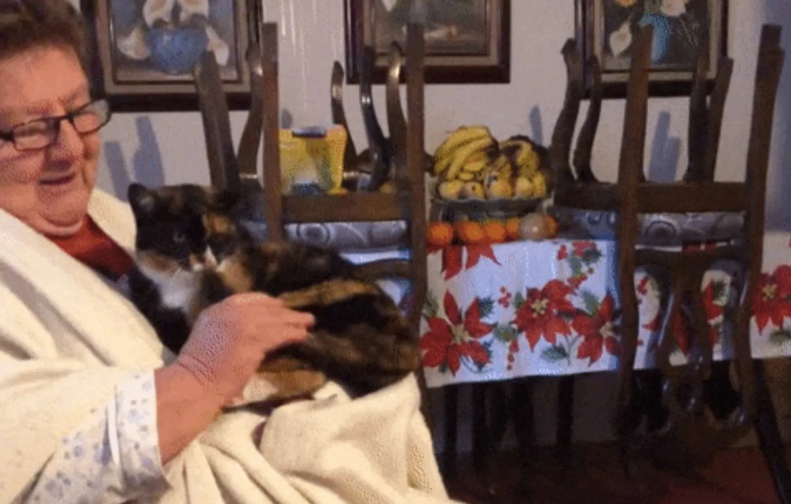 «Бабушка не хотела кошку, а теперь целыми днями играет с ней».