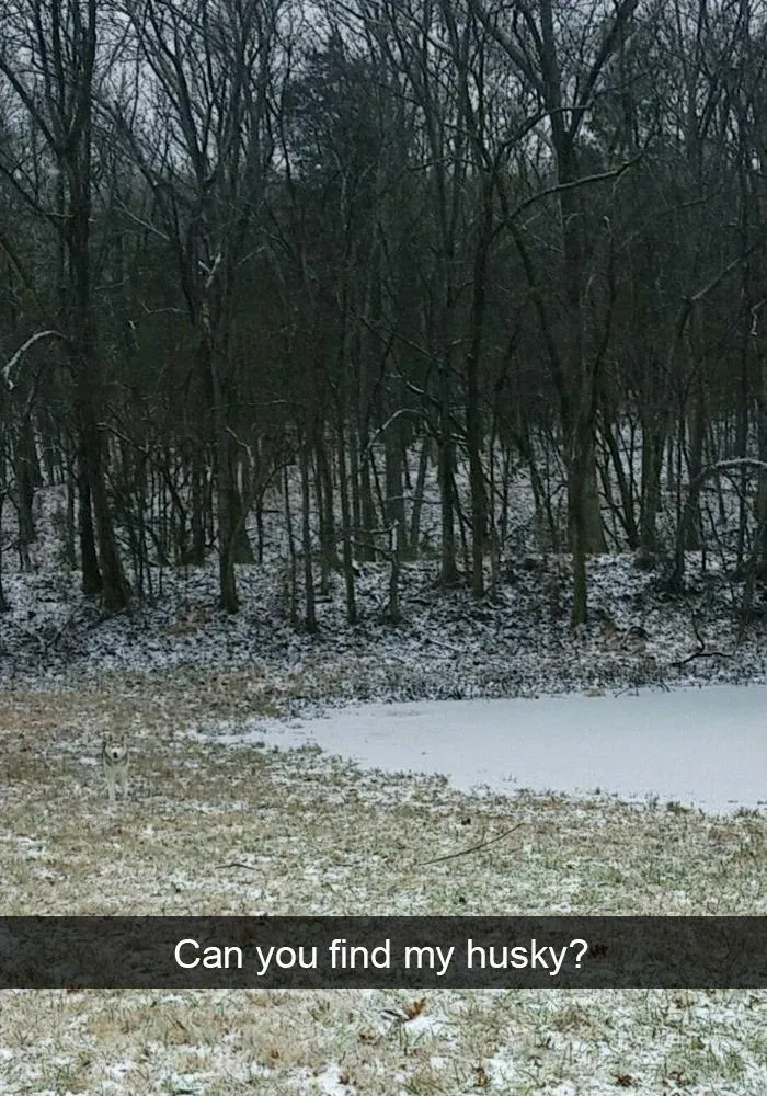 Найди хаски.