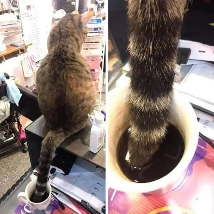 Кофе испорчен.