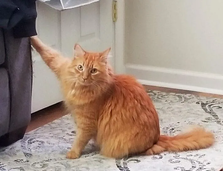 «Нет, я не царапал мебель… Но я застрял, помоги».