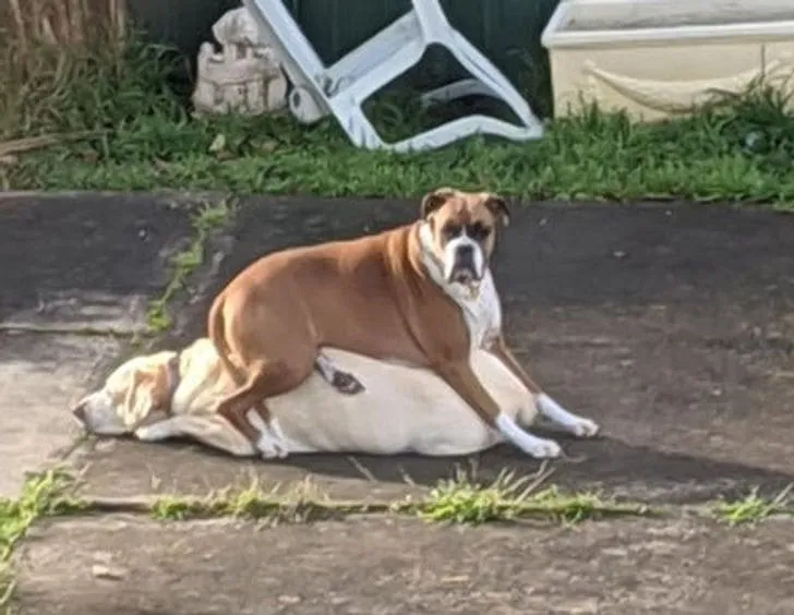 Доминируй, властвуй, унижай.