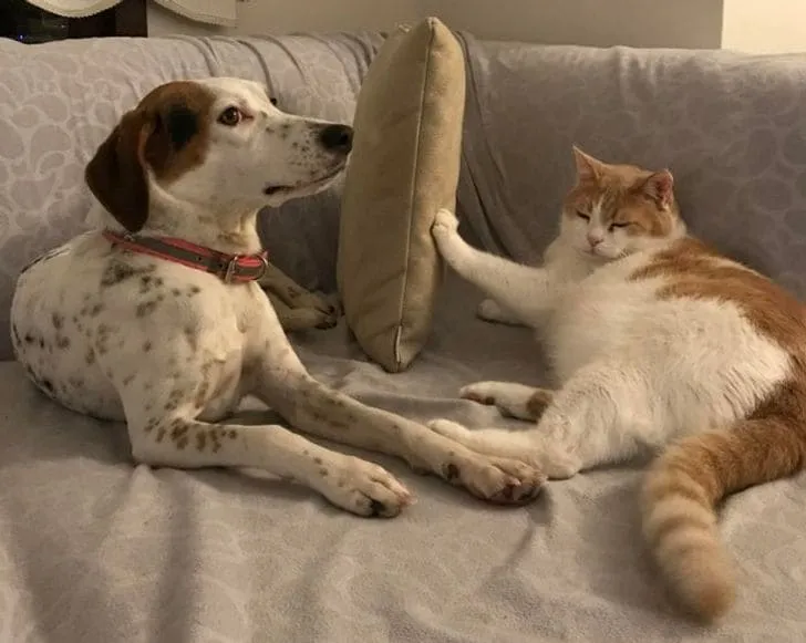 «Мой кот очень серьезно относится к своим границам».