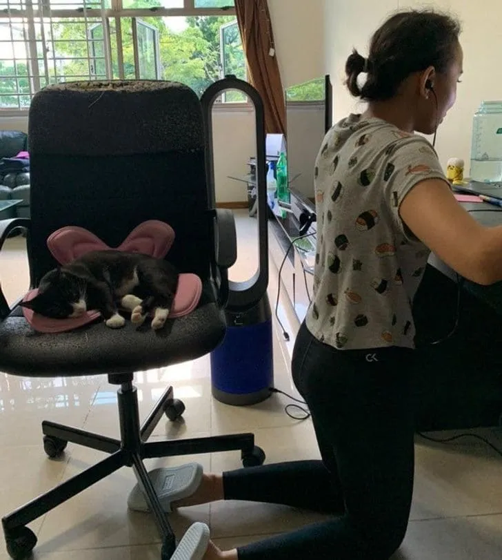 Кошке это место явно нужнее.