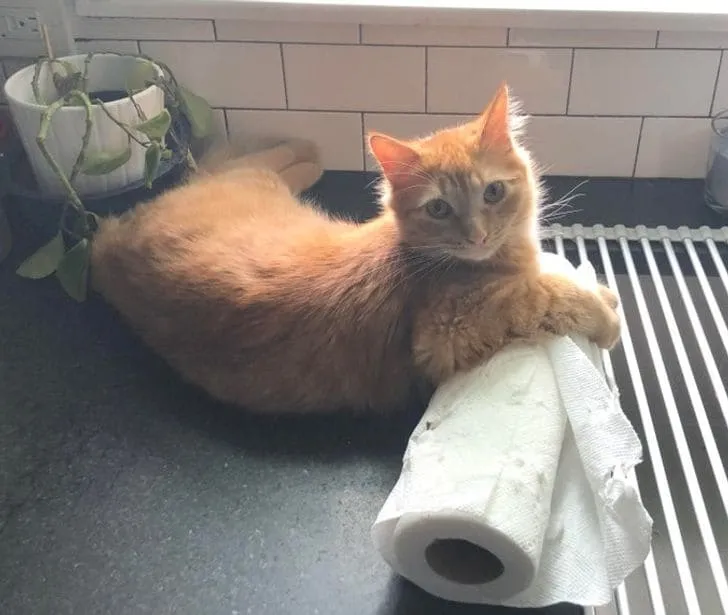 «Он снял бумажные полотенца с держателя и отнес их на свое любимое место».