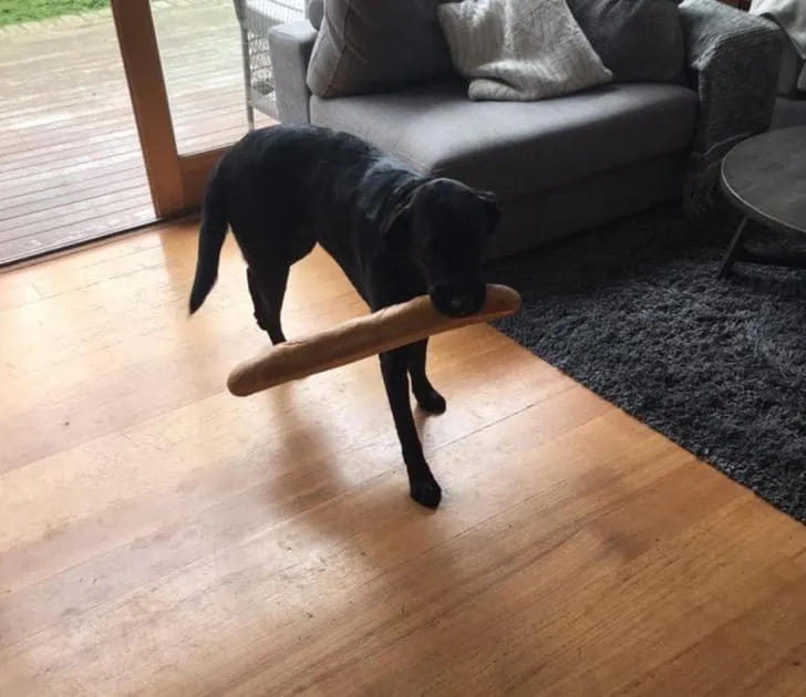 «Украл мой багет и не отдает».