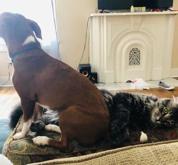 «Лицо» кота говорит само за себя.