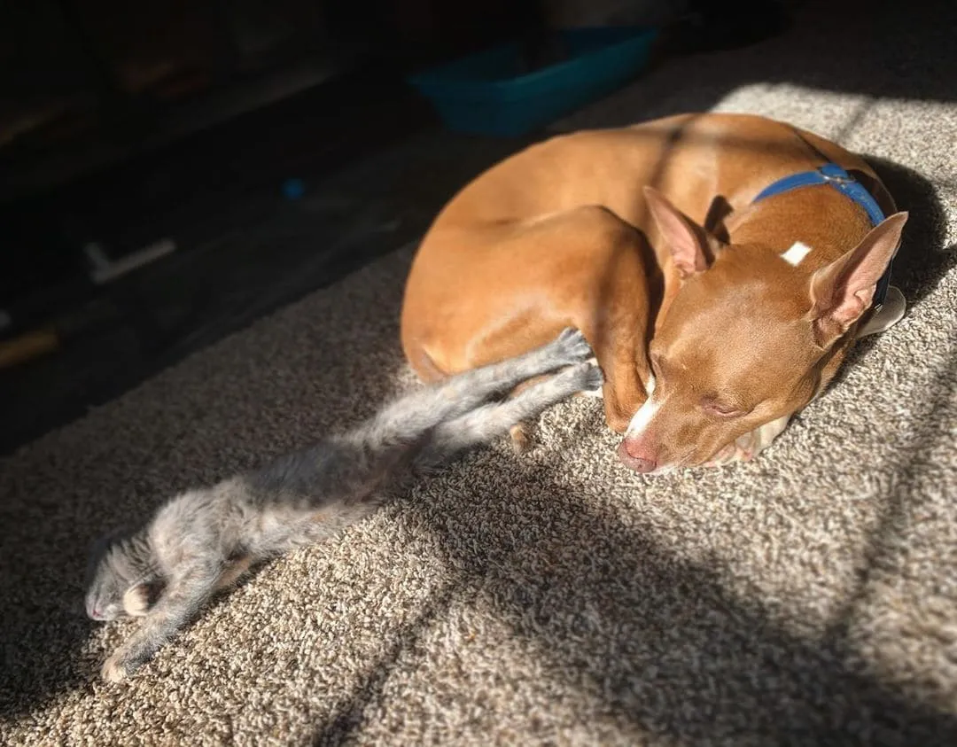 «Уходи, пес. Это мой ковер».