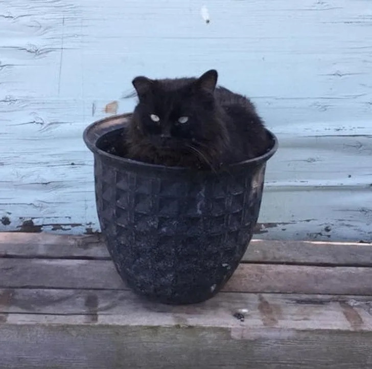 «Что вы там посадили в этом году?»