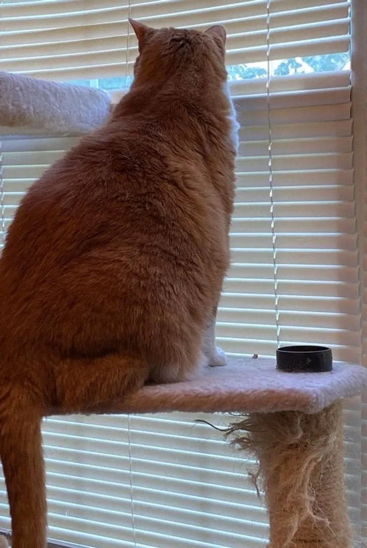 «Он сломал жалюзи, чтобы видеть, что происходит на улице».