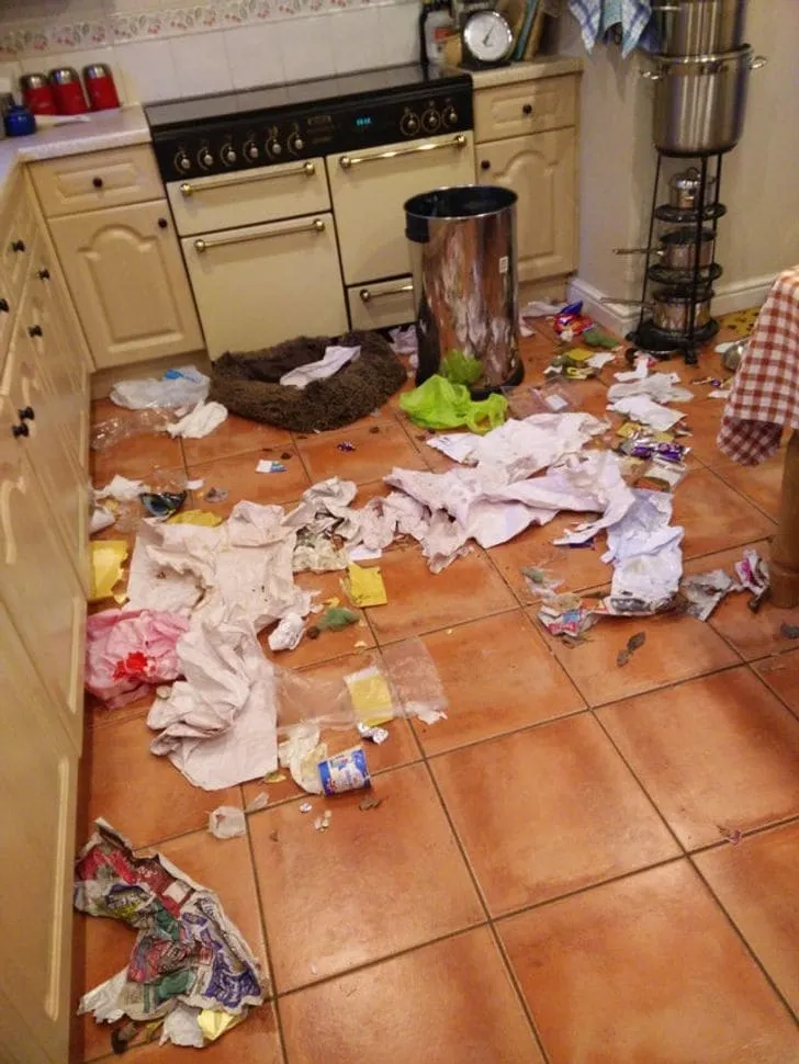 «Моя собака научилась открывать мусорные баки».