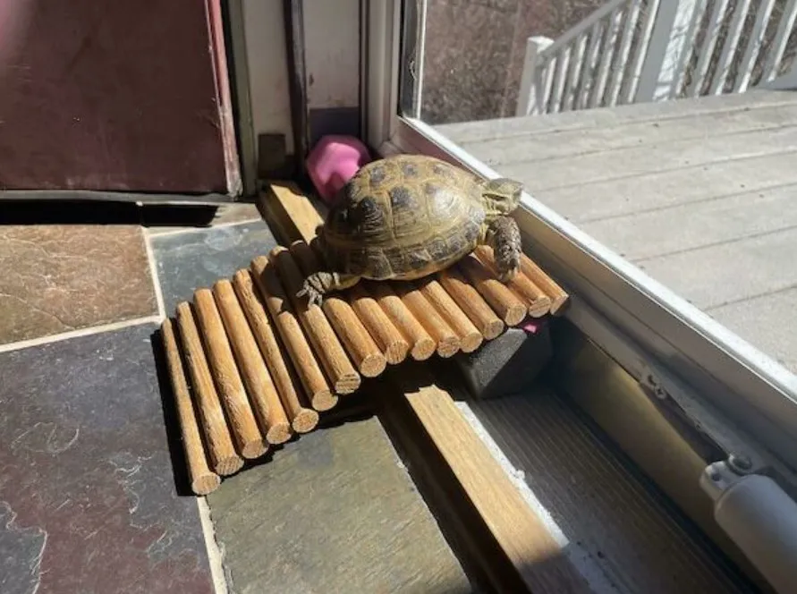 Отдельная дорожка для самовыгула черепашки, чтобы она чувствовала себя полноценным членом семьи. 