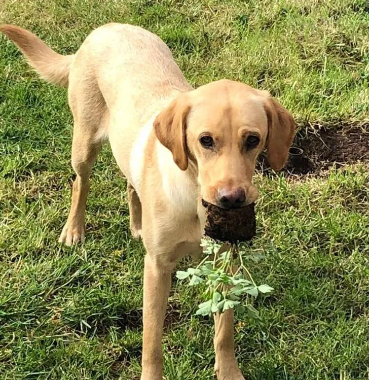 «Моя невеста провела все прошедшие выходные, сажая растения в садовые горшки. Сегодня утром мы увидели это».