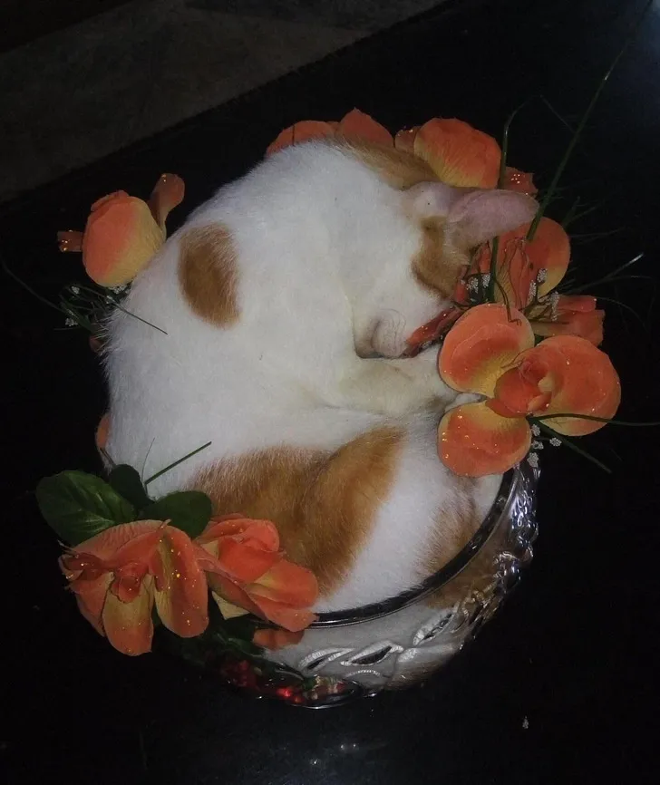 «Наша кошка испортила вазу для цветов моей бабушки».