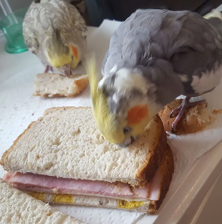 «Он ест мой бутерброд, стоя на куске хлеба, который я ему дал».