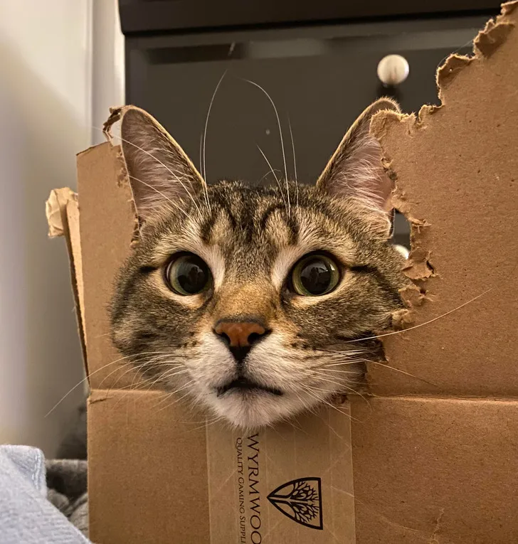 «Мой кот прогрыз дырку для головы в своей любимой картонной коробке».