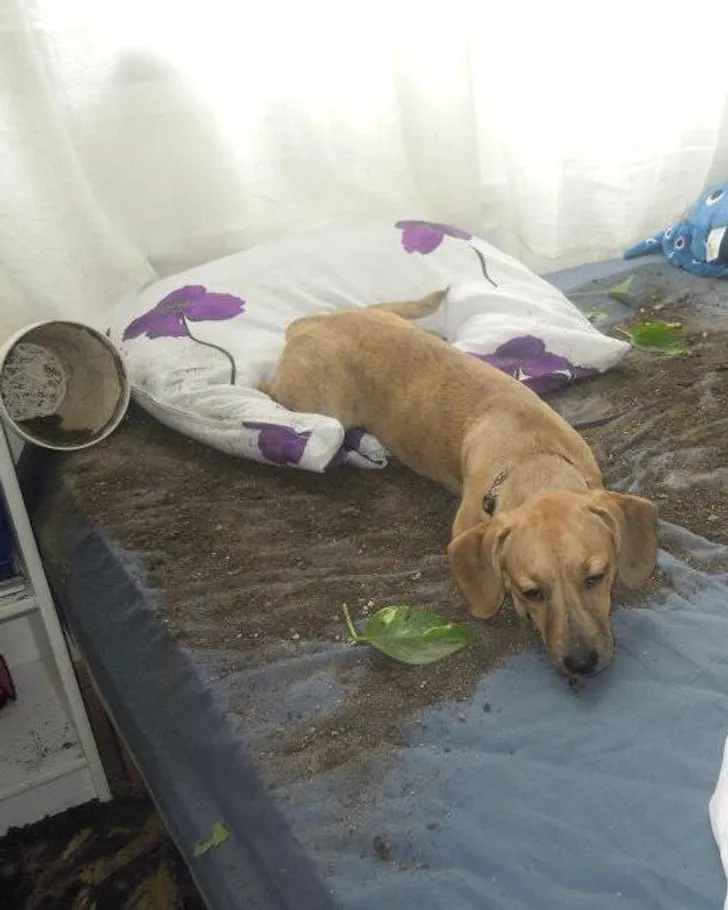 «Я рад, что она больше не делает таких вещей».