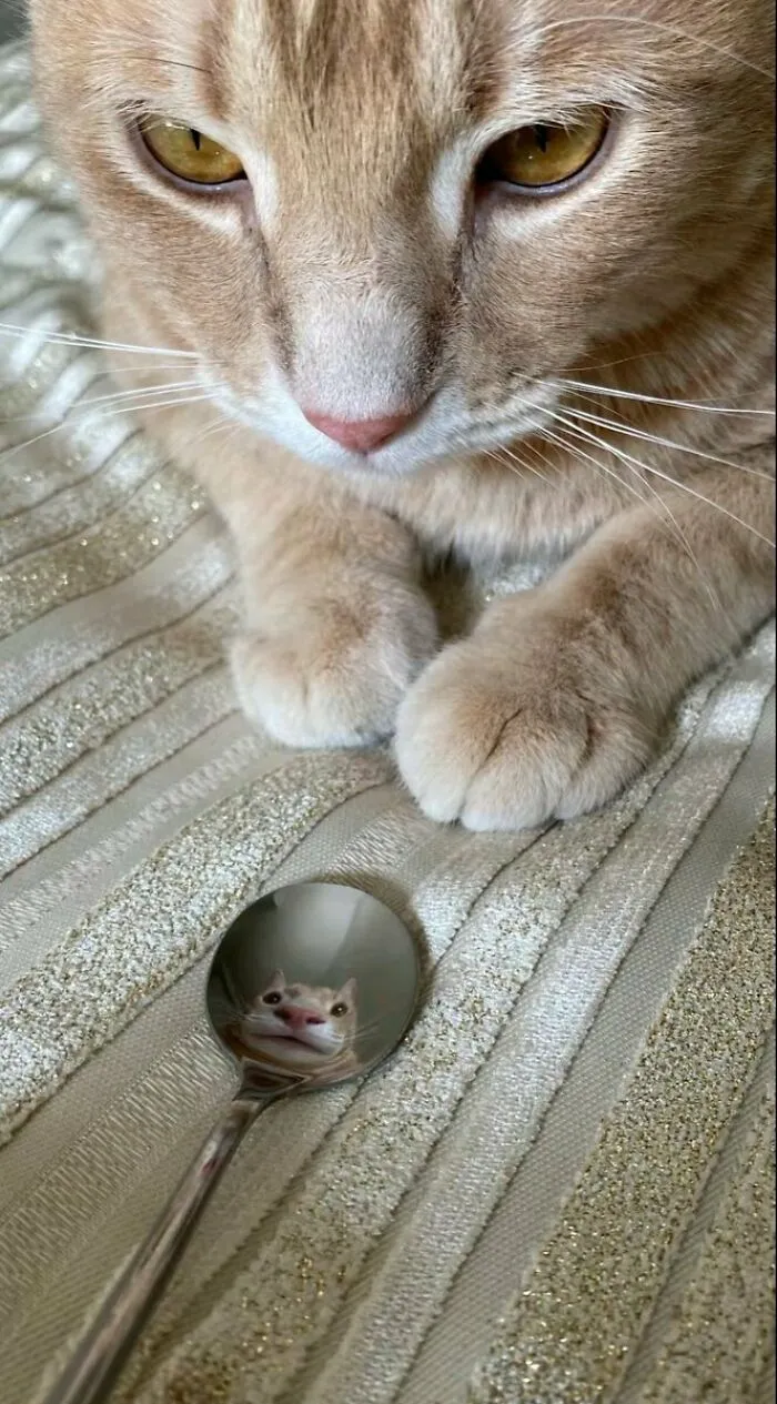 Внимание на отражение.