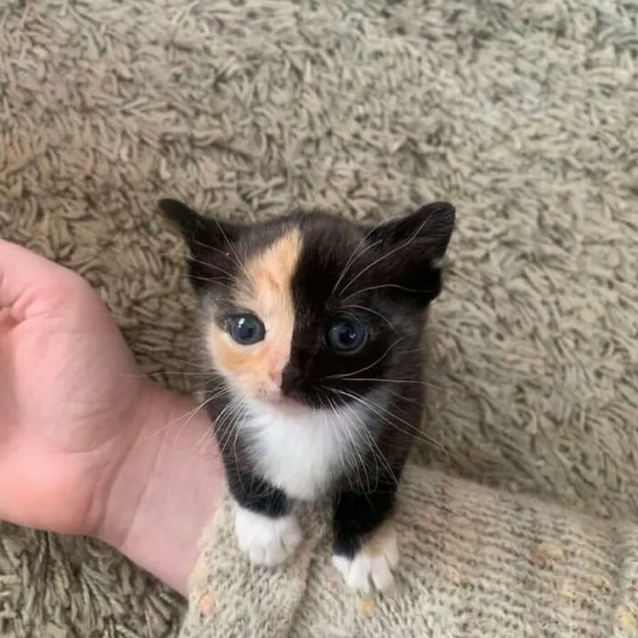 Чудеса природы и генетики.