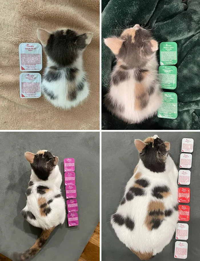 Съедобный ростомер.