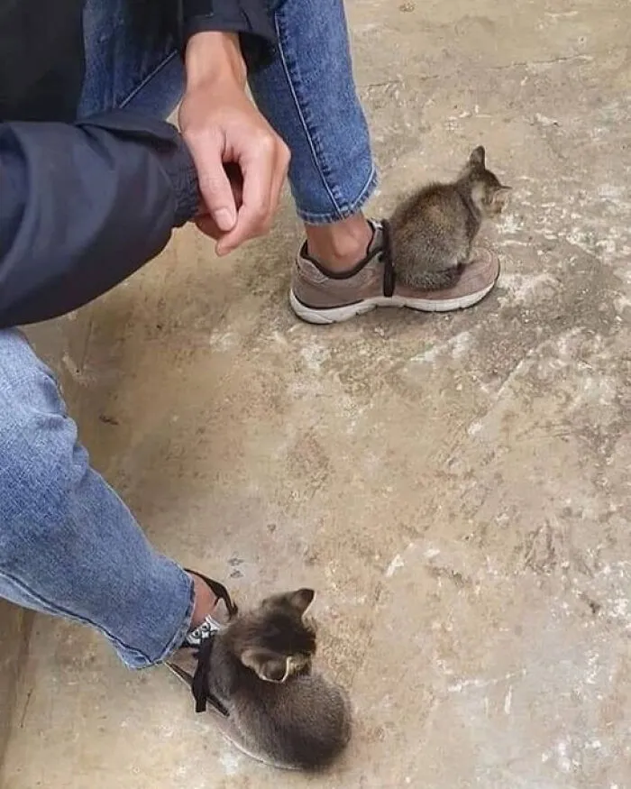 Пушистые тяги.