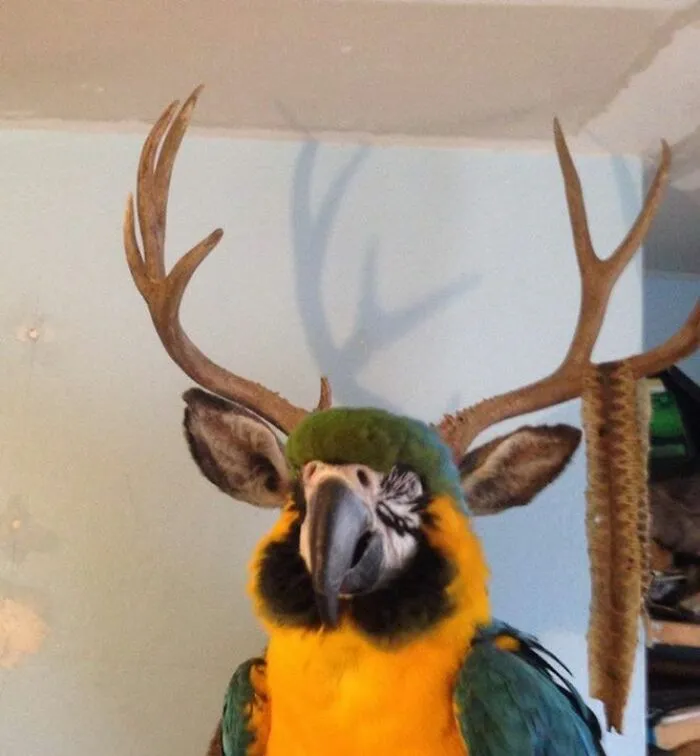 «Странный у вас какой-то попугай».