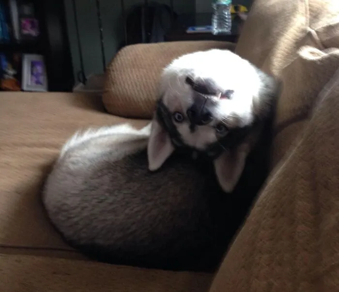 «Хаски отзывается на свое имя совершенно нормальным образом».