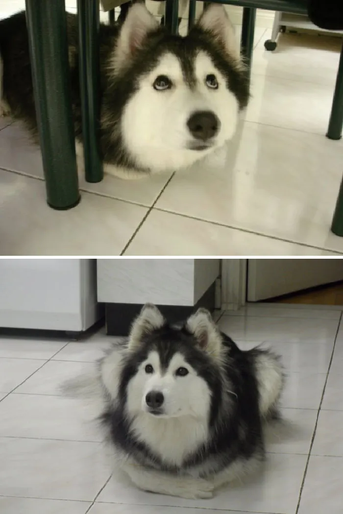 «Этот хаски, воспитанный кошками, ведет себя как кошка».