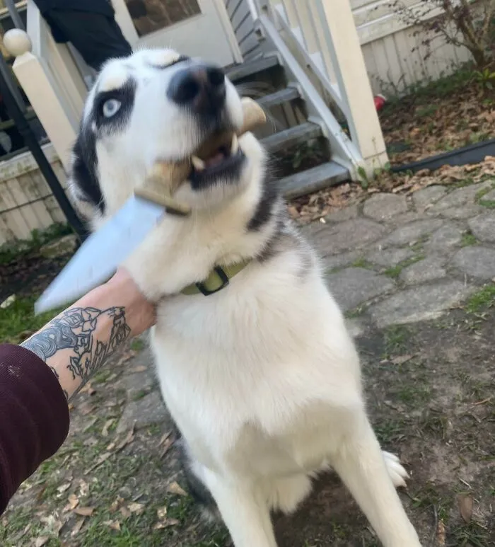 «Тимбер нашел в лесу нож и очень не хотел отдавать его».