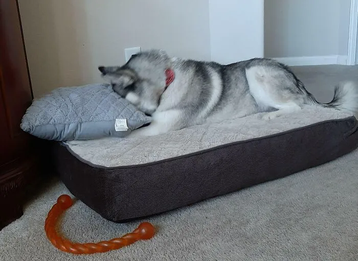 «Она ревновала, потому что я играл с другой собакой».